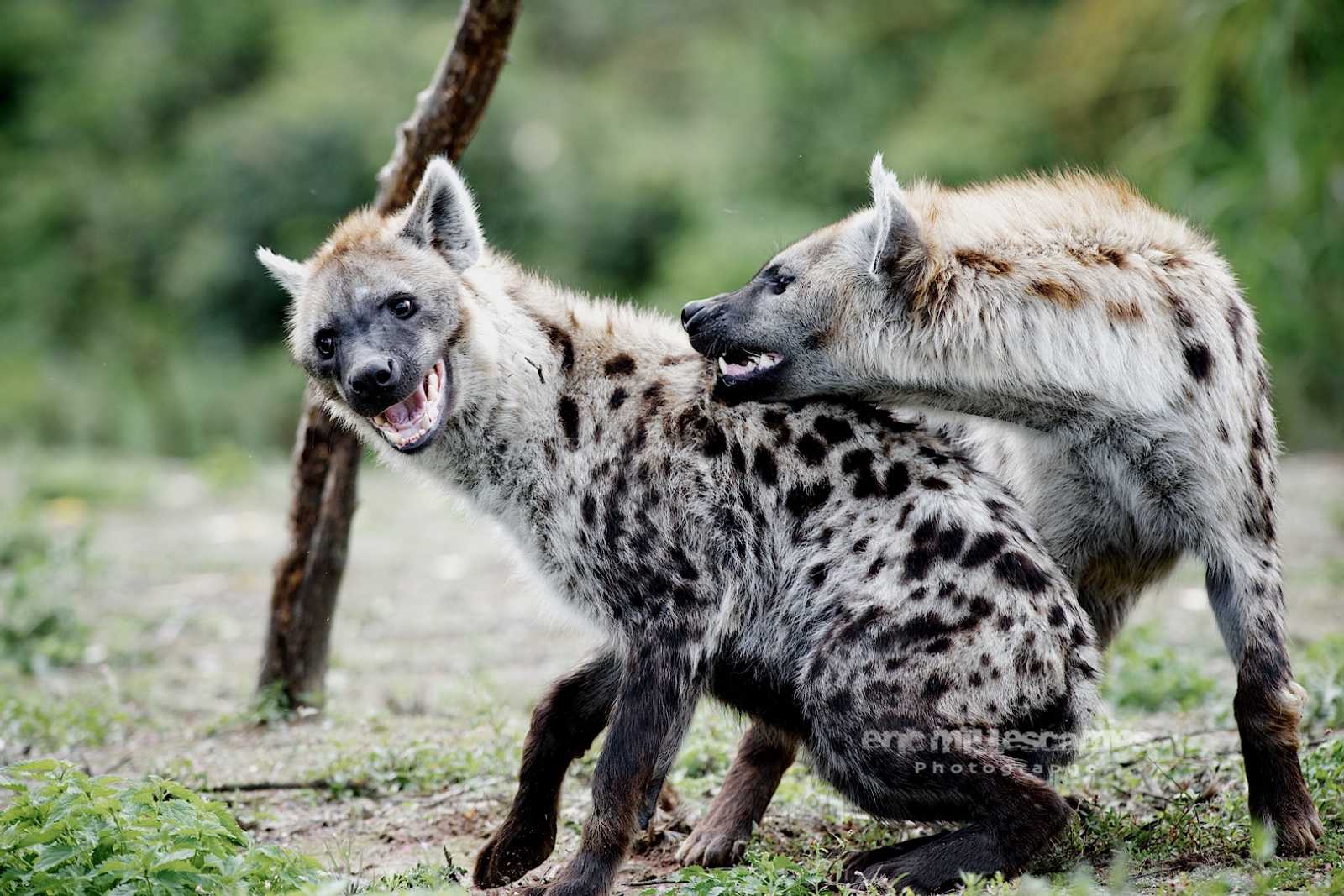 EMI 9385   Version 3